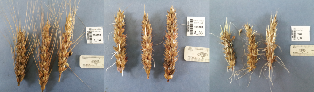 Wheat research 2